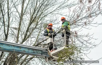 Фото: В Гомеле специалисты спасают насаждения от омелы