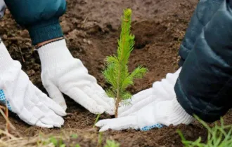 Фото: В Гомеле рассказали о подготовке к весенней посадке и дополнению лесных культур