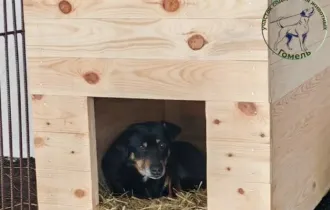 Фото: В Гомеле четвероногие друзья ждут своего человека