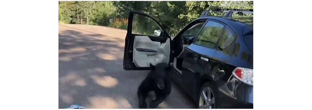 В США медведь разбил авто и уснул на сидении 