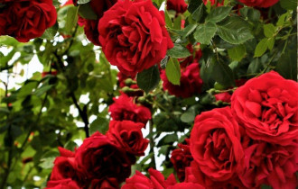 Фото: уДАЧНЫЕ СОТКИ: средство, которое защитит розу от пятнистости