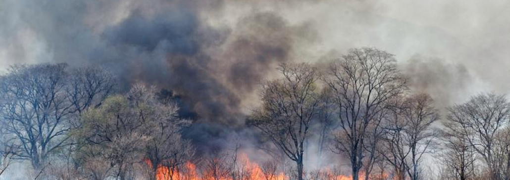 102 пожара в лесах зафиксировано на Гомельщине с начала  тёплого периода года