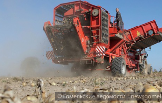 Фото: В Гомельском районе работник сельхозпредприятия пытался похитить 7 т лука