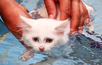 Фото: В Турции открыли бассейн для кошек 