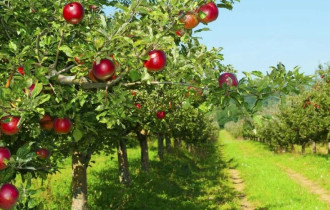 Фото: Как повысить урожайность плодовых деревьев