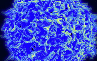 Фото: Ученые выяснили, что Т-клетки защищают от COVID-19 лучше, чем антитела