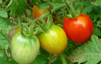 Фото: Как ускорить покраснение томатов 