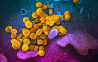 Фото: Ученые создали клетки с искусственным геномом, устойчивые к вирусам