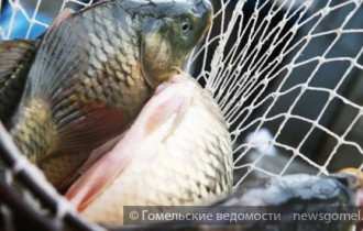 Фото: На выходных в Гомеле пройдёт ярмарка "Рыба Беларуси"