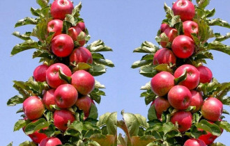 Фото: уДАЧНЫЕ СОТКИ: плюсы и минусы выращивания колоновидных яблонь