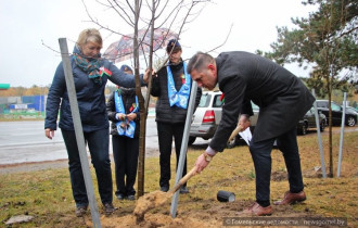 Фото: 829 шагов. В Новобелицком районе высадили деревья в память об освобождении Гомеля