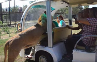 Фото: В крымском сафари-парке лев полез к туристам обниматься