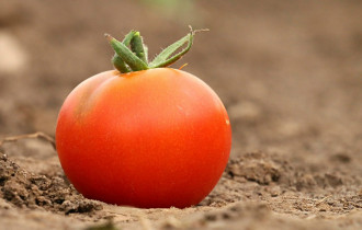 Фото: уДАЧНЫЕ сотки: как не вырастить томатные "Квазимодо"?