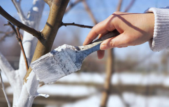 Фото: Как защитить деревья зимой с помощью побелки