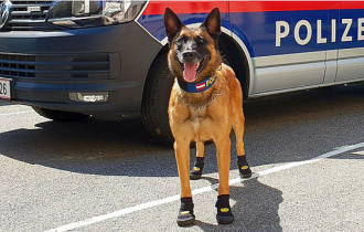 Фото: В Вене полицейским собакам выдали спецобувь