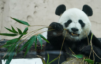 Фото: Ученые разгадали секрет окраски панд
