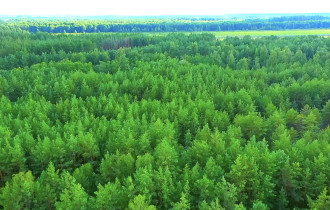 Фото: 85 лет Гомельской области. А вы знаете, почему Гомельщина самая лесистая в Беларуси? 