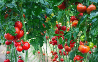 Фото: уДАЧНЫЕ СОТКИ: рассказываем, какие удобрения вредят выращиванию томатов