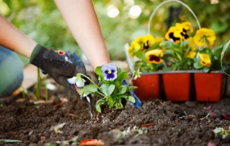 Фото: уДАЧНЫЕ СОТКИ: советы, как правильно высадить многолетние цветы