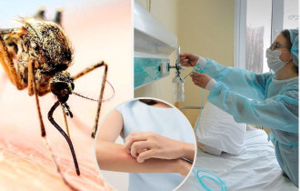 Фото: Когда укус комара может довести до больницы
