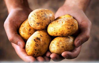 Фото: уДАЧНЫЕ СОТКИ: как «разбудить» картофель? 