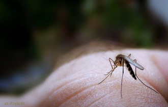 Фото: Стала известна причина агрессивного поведения комаров