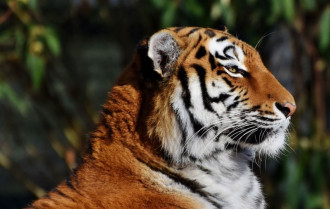 Фото: Удивительные факты о тиграх, которые вы не знали