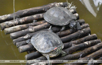 Фото: В Индии обнаружили необычную желтую черепаху - видео