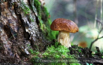Фото: Ядовитые грибы: смертельный случай в Гомеле