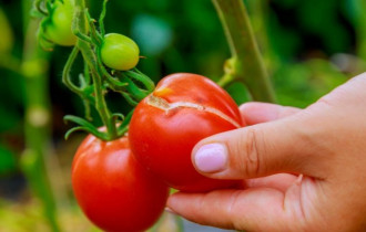 Фото: Работа над ошибками: чтобы томаты росли без трещин