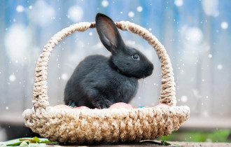Фото: Черный Водяной Кролик. Что нужно знать о символе 2023 года. Счастливый цвет, блюда и подарки на удачу