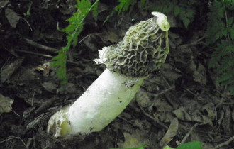 Фото: В Беларуси у гриба веселка обнаружили противоопухолевые свойства