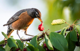 Фото: уДАЧНЫЕ СОТКИ: советы, как защитить урожай ягод от птиц