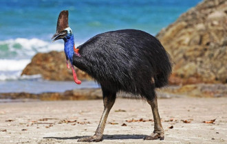 Фото: Ученые выяснили, какую птицу человек одомашнил раньше других