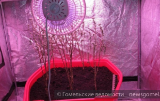 Фото: Задержан гомельчанин, который выращивал коноплю в квартире