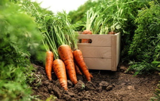 Фото: уДАЧНЫЕ СОТКИ: рассказываем, как определить правильный срок уборки моркови