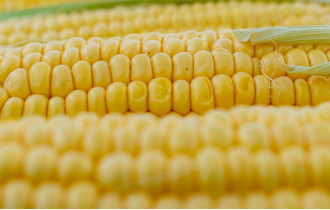 Фото: Для зрения и пищеварения: чем полезна кукуруза?