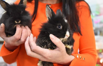 Фото: Бронируйте кроликов сейчас: в зоомагазинах ажиотаж на главный символ 2023-го