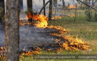 Фото: Гомельские спасатели ликвидировали за сутки 9 "природных" пожаров