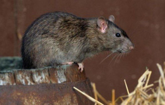 Фото: Корабельная крыса на неделю оставила австралийский курорт без еды