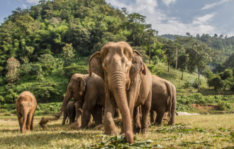 Фото: Ученые выяснили, почему африканские слоны стали рождаться без бивней