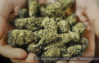Фото: Почти 1,2 кг марихуаны изъяли у жителя Гомеля