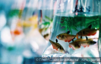 Фото: После прохождения таможни аквариумные рыбки стали для белоруса "золотыми"