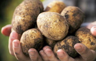 Фото: Избегайте этого, чтобы получить идеальный урожай картофеля
