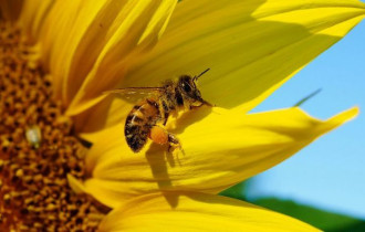 Фото: Зоолог рассказал о древних пчелах и их уникальных способностях