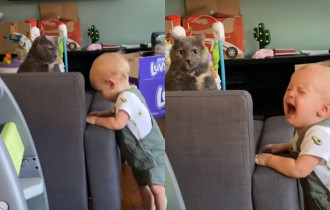 Фото: Отказавшийся играть с ребенком кот заставил малыша плакать, а Сеть хохотать
