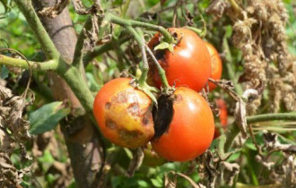 Фото: уДАЧНЫЕ СОТКИ: лечение помидоров от столбура, уход за почвой после заражённых томатов