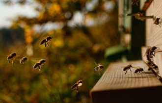 Фото: Энтомолог назвал причину сокращения численности пчел