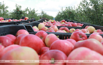Фото: В Беларуси хотят выйти на производство 1 млн т плодовой продукции в год