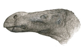 Фото: На британском острове Уайт нашли останки динозавра с редким носом